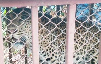 खोरमा पर्‍यो भाले चितुवा